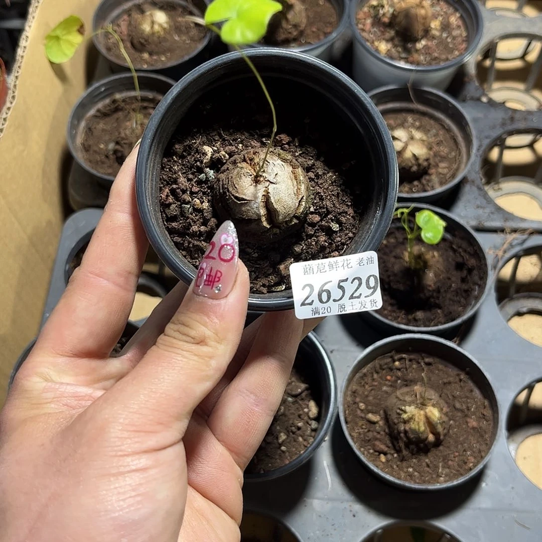 T*26529一物一拍单头发货