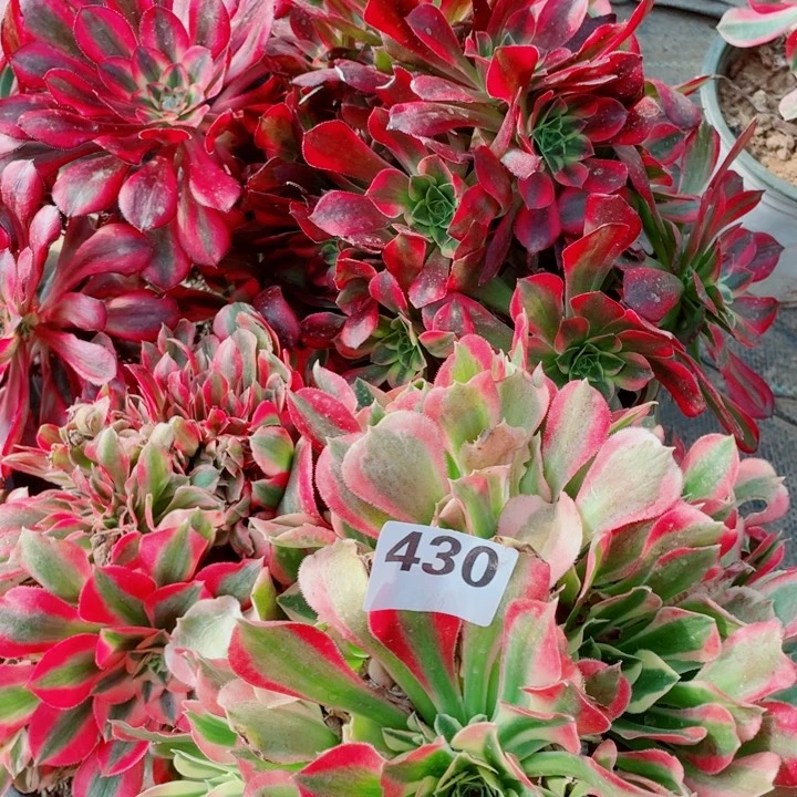 多肉植物组合430
