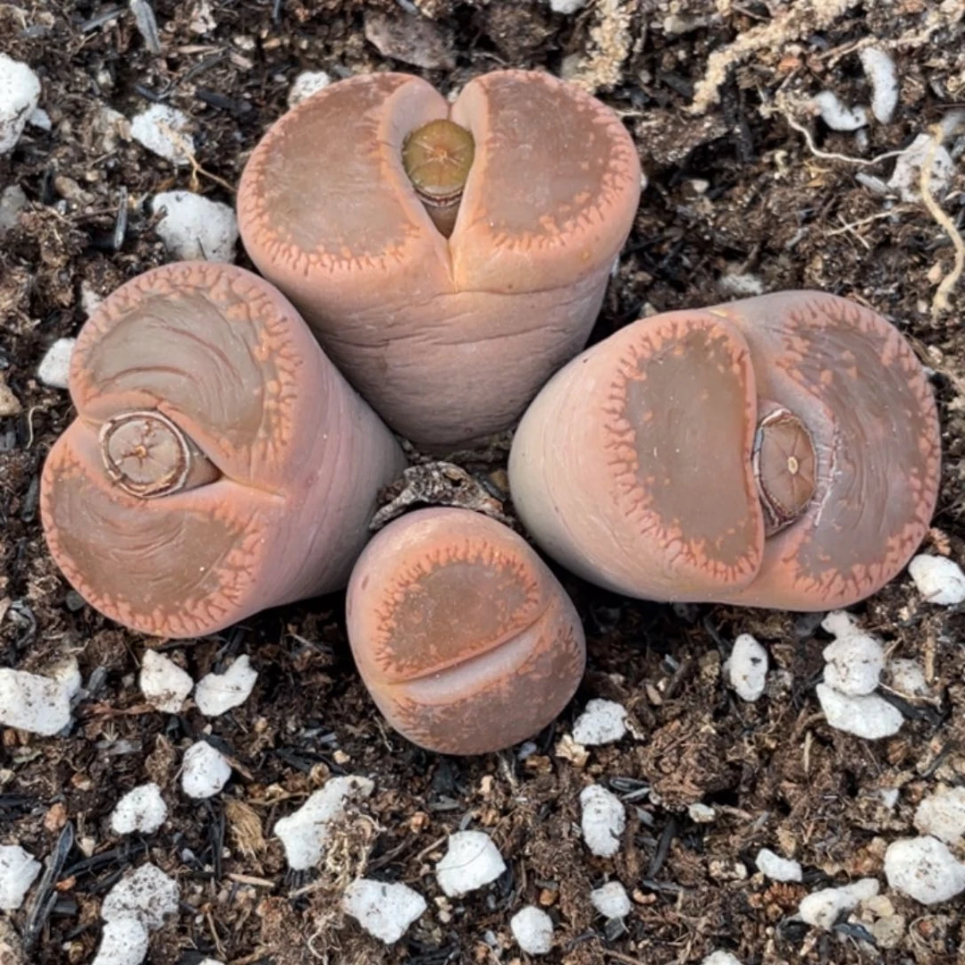 非偏远满20包邮147