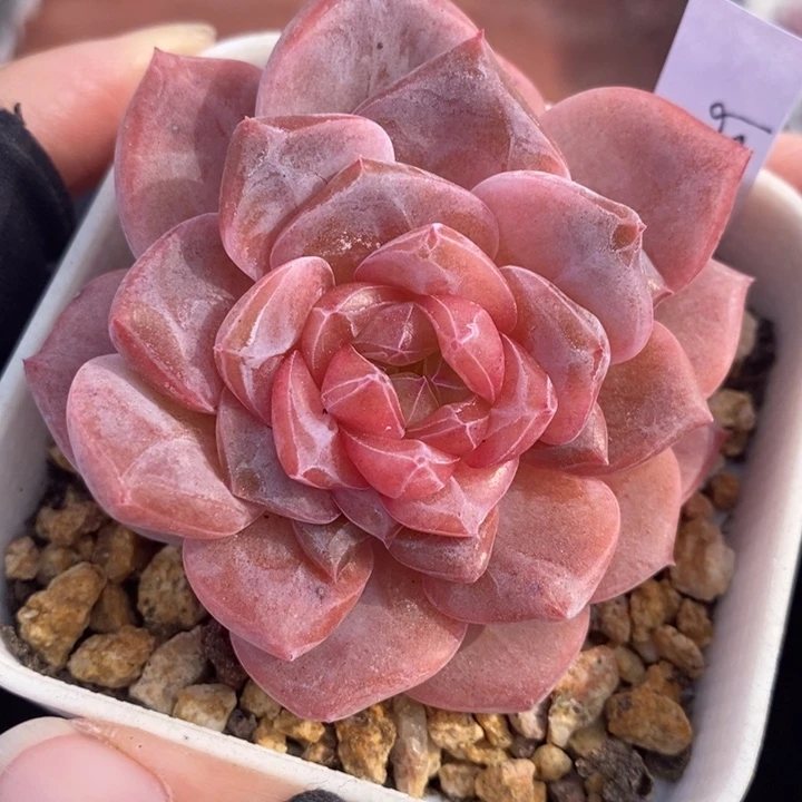 1206-59，粉魄多肉