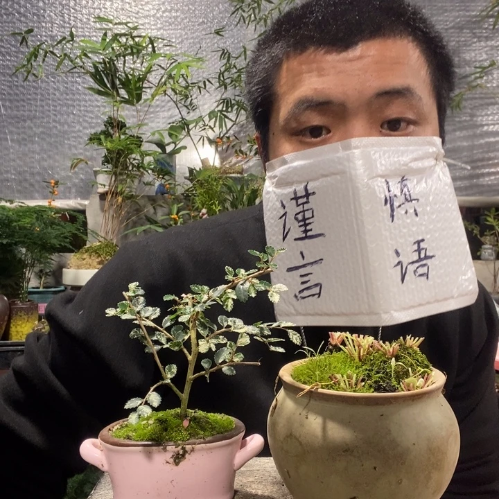 以实际为准盆景绿植盆栽98