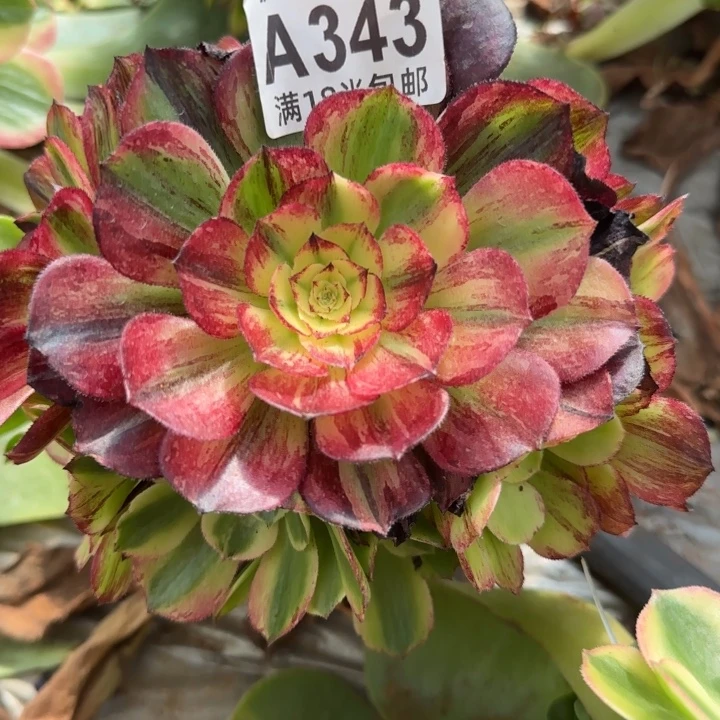 多肉法师淘宝福利