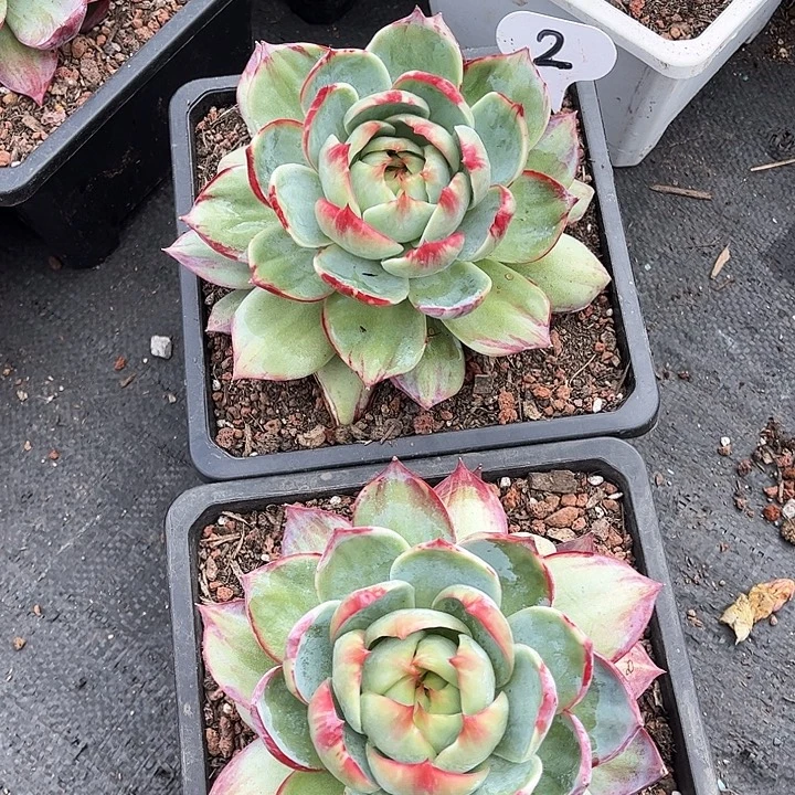 小***红惊鸿仙子一物一拍2