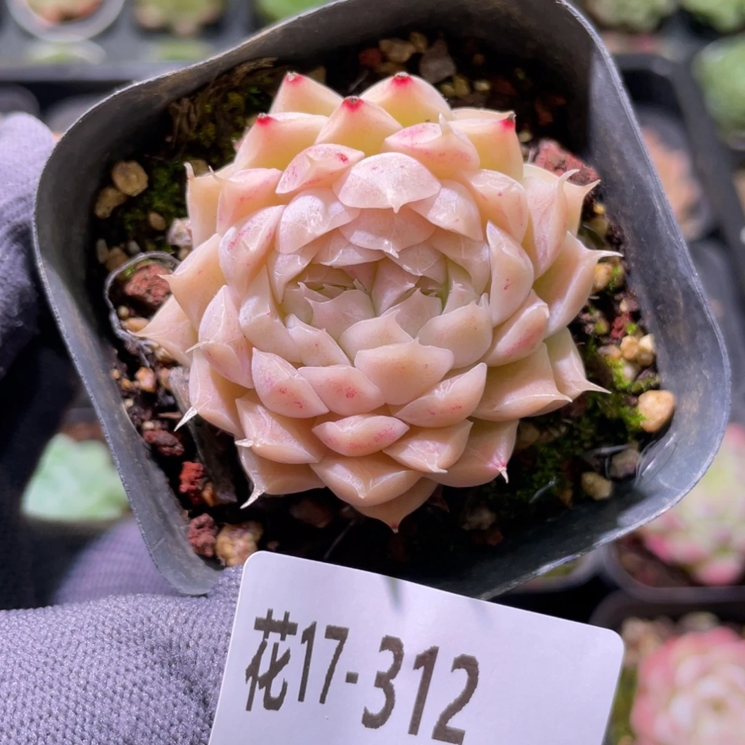 花利美17-312麦秆