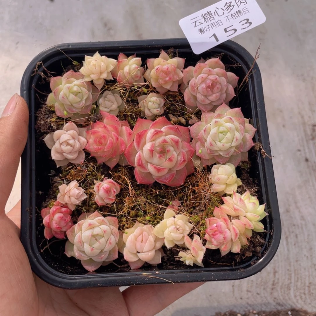 云糖心多肉植物153