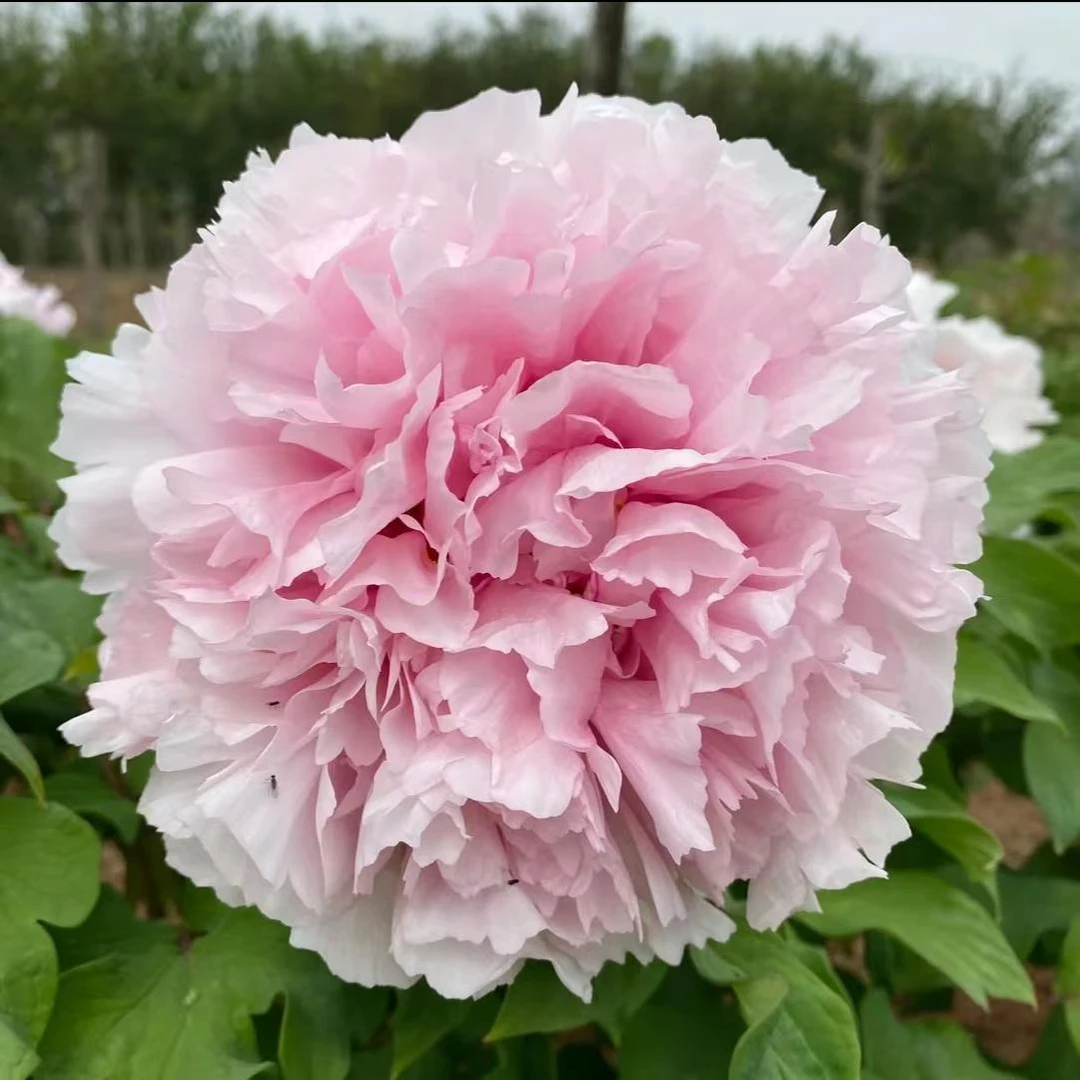 【雪映桃花】 白色系牡丹  原盆原土发货，洛阳原产地直发