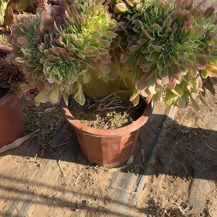 玉*缀夸脱土大户缀他