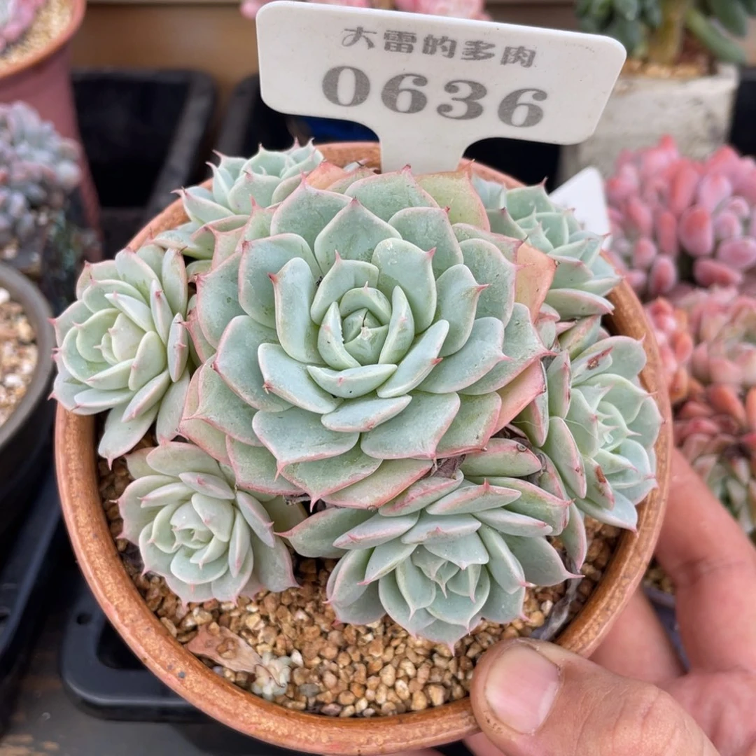 0636雪域蓝光不带盆11厘米