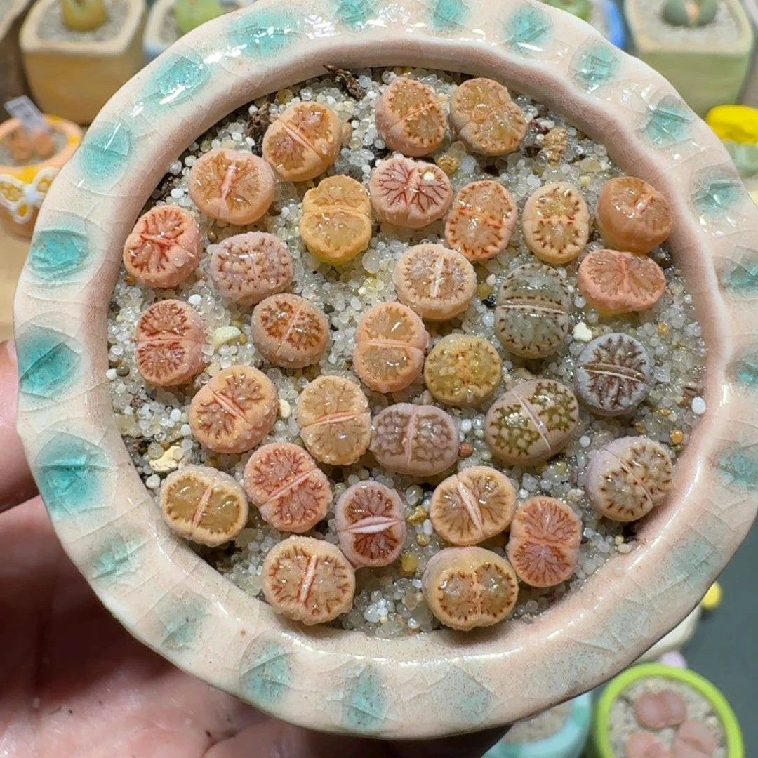 红陶蘑菇1031菊纹