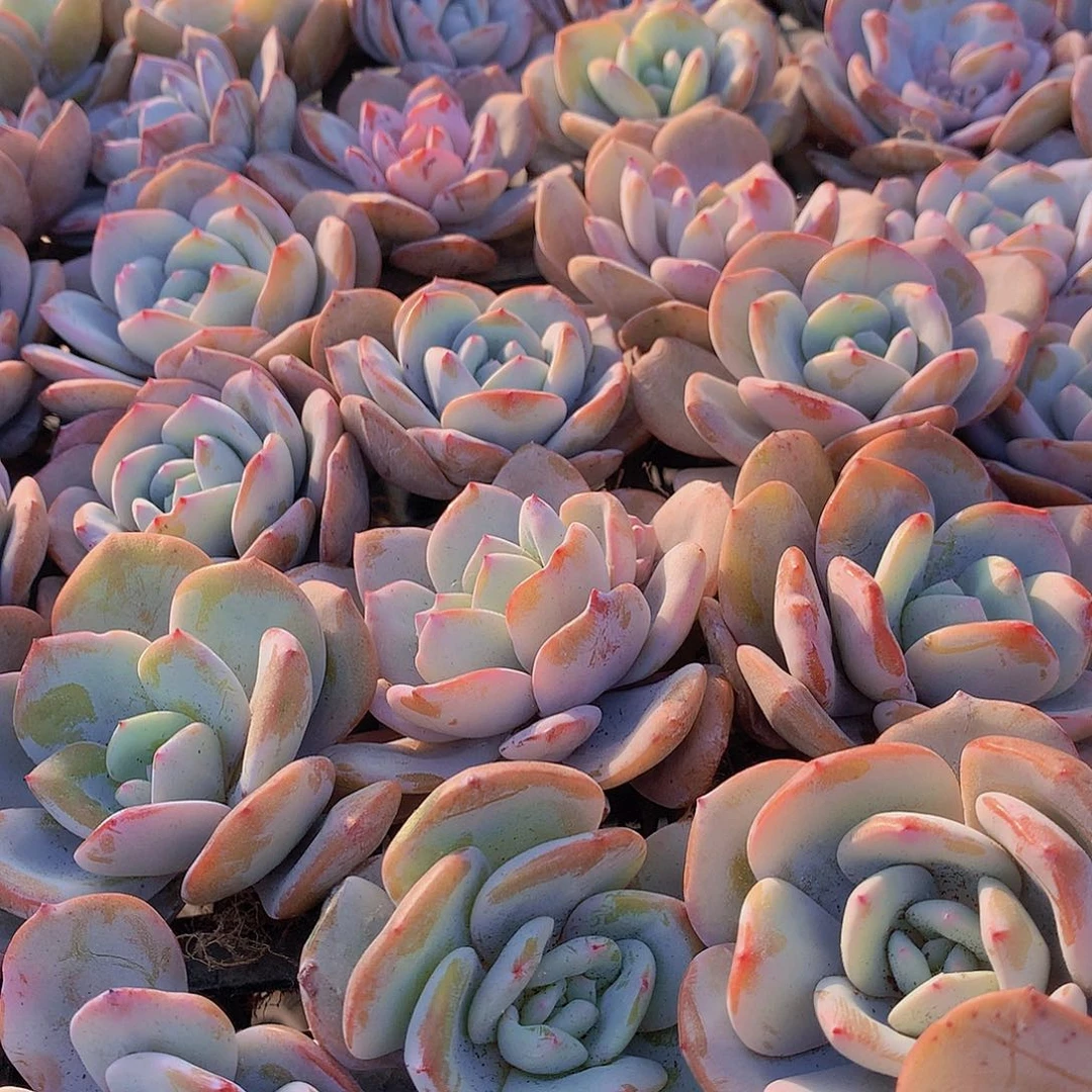 小韩奶茶4567889990000