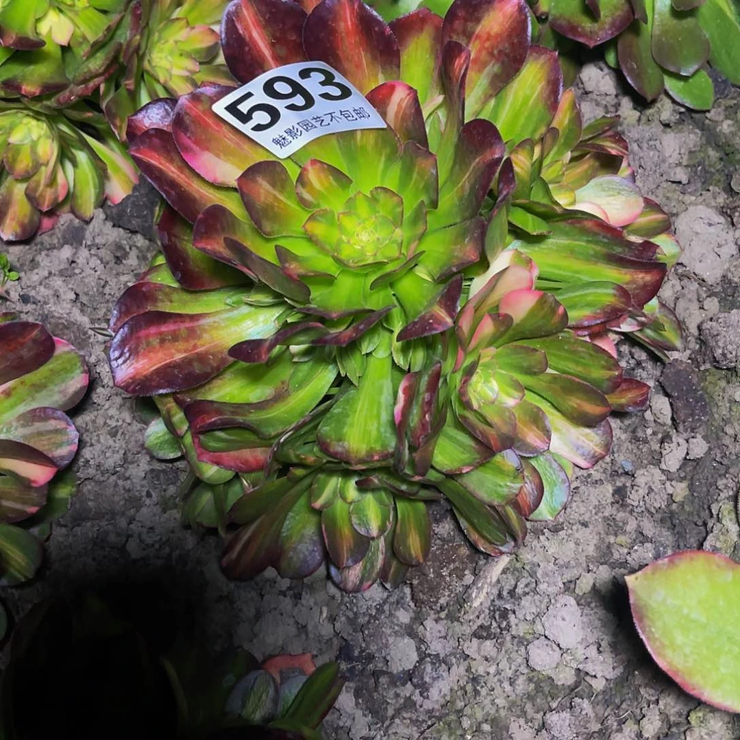 法师法师16-21包邮法师