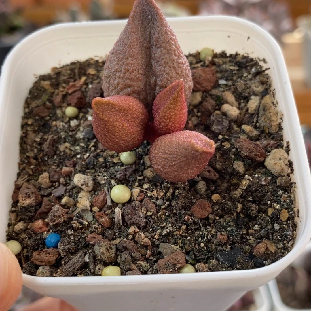 【闪购商品】无花朵黄金果
