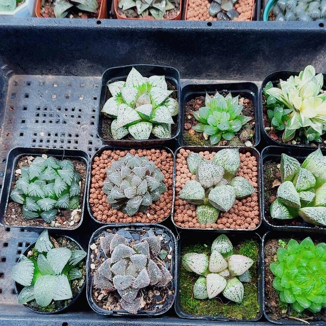 自***象十二卷 11颗福利套餐