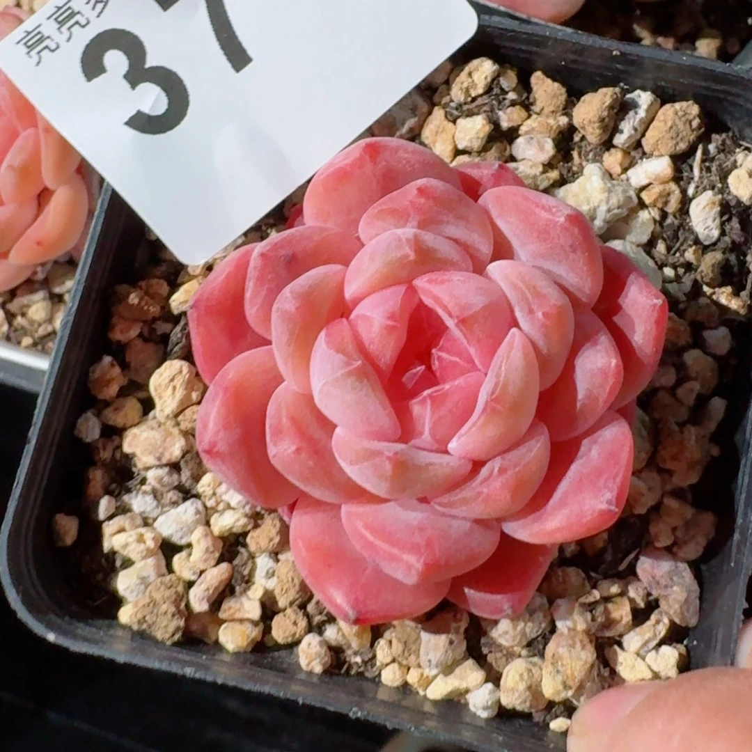 冰魄         精品多肉