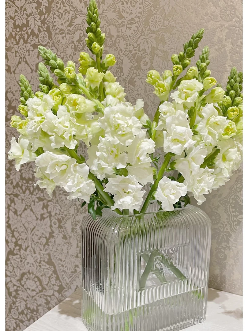 白色重瓣金鱼草一把（8支） 云南基地鲜花 基地直发