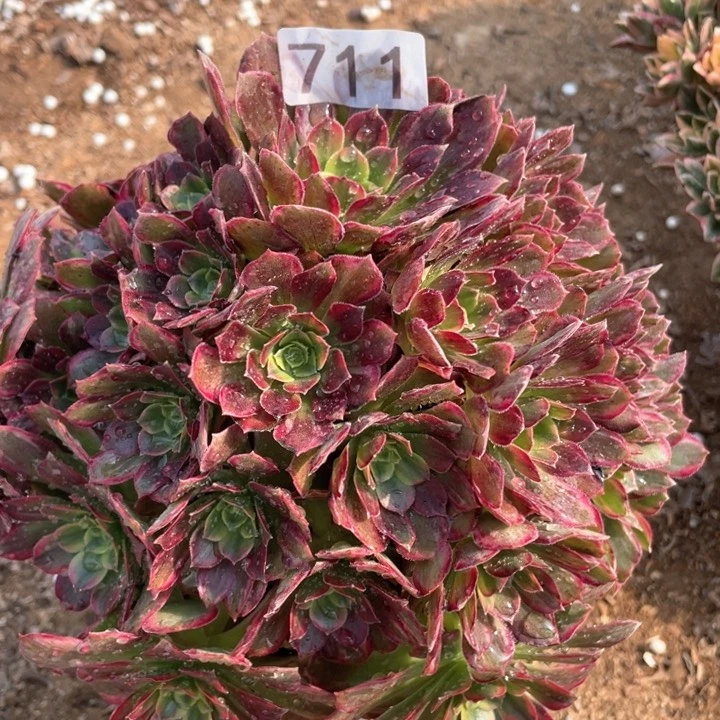 711多肉植物安娜