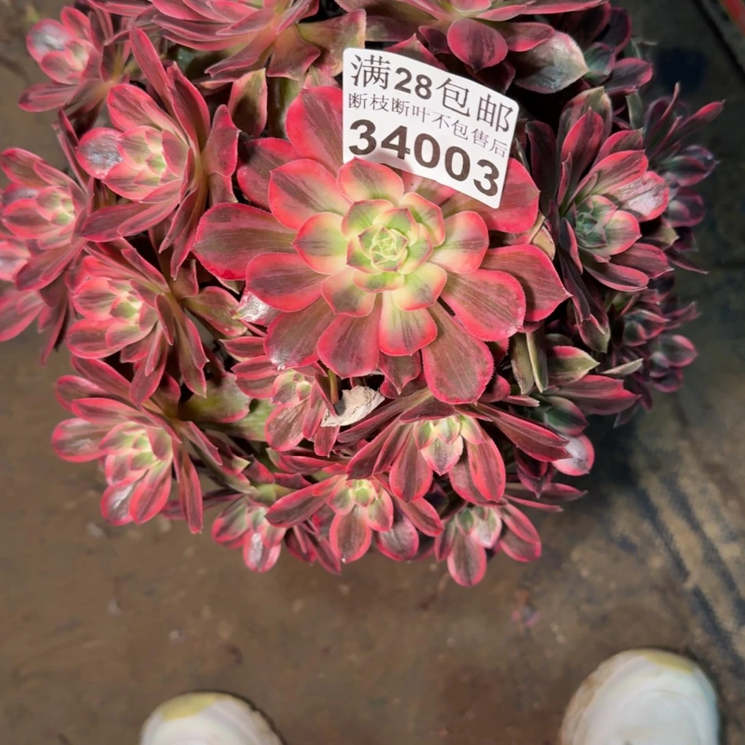 34003浣纱多肉植物