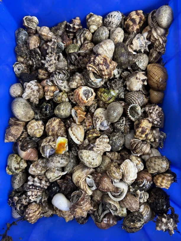 寄居蟹15只包活12只【盲盒】