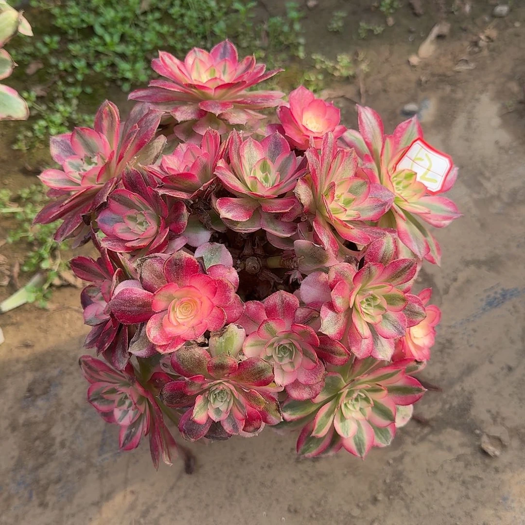 多肉植物无主头52号