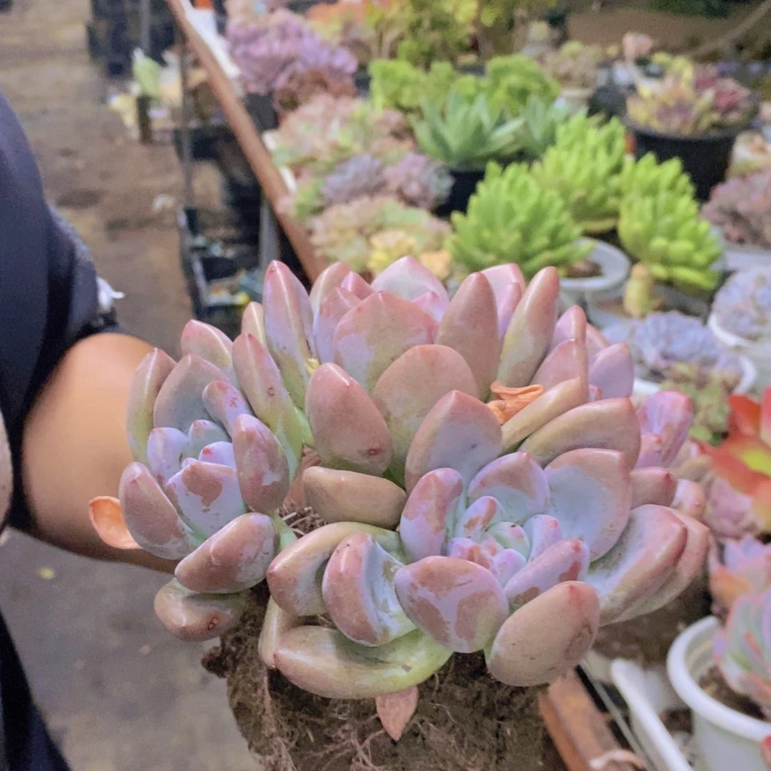 奥普琳娜三头起发老桩