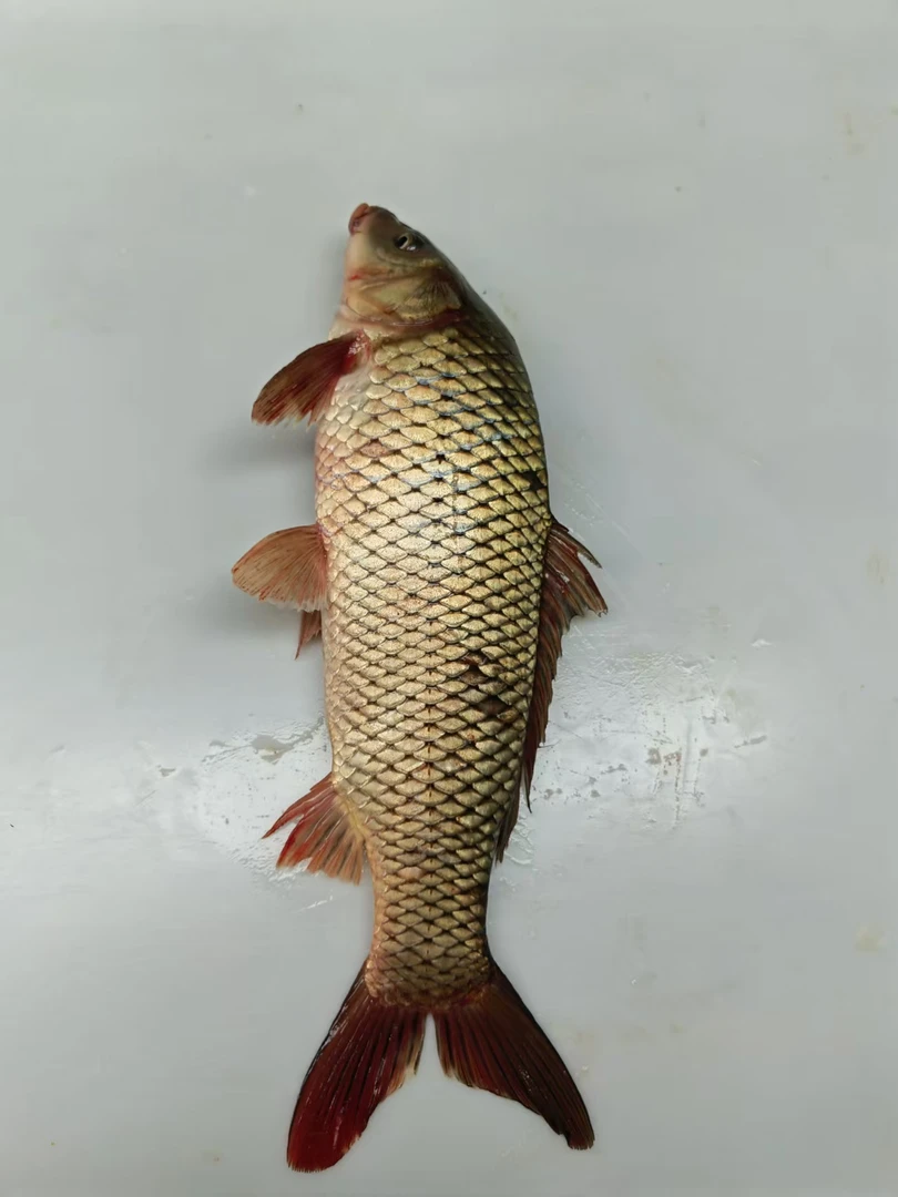 东北野生小鲤鱼7斤(顺丰包邮)保鲜不保活 介意小勿拍