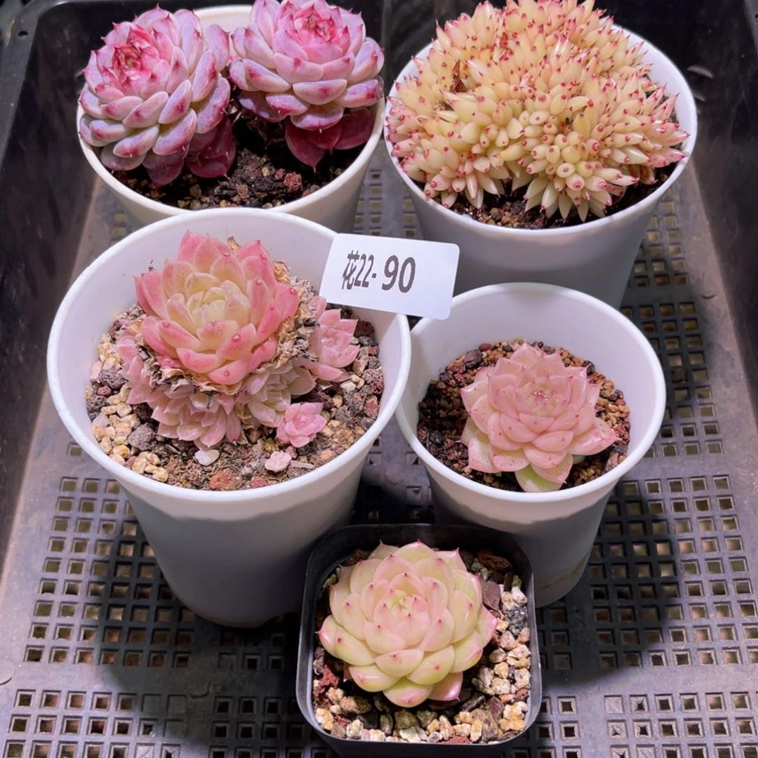 花22-90框拍多肉5颗