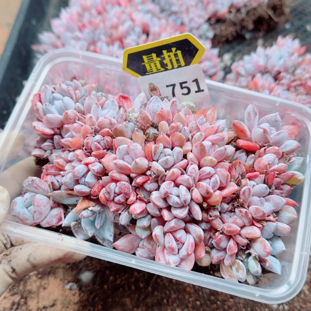 多肉植物多肉植物