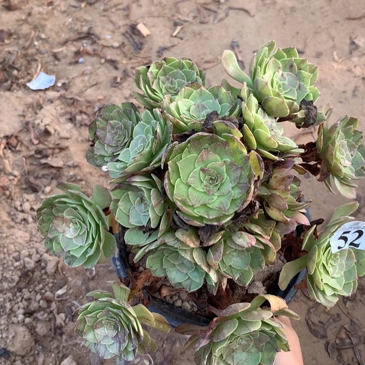 521花月夜手捧东棚