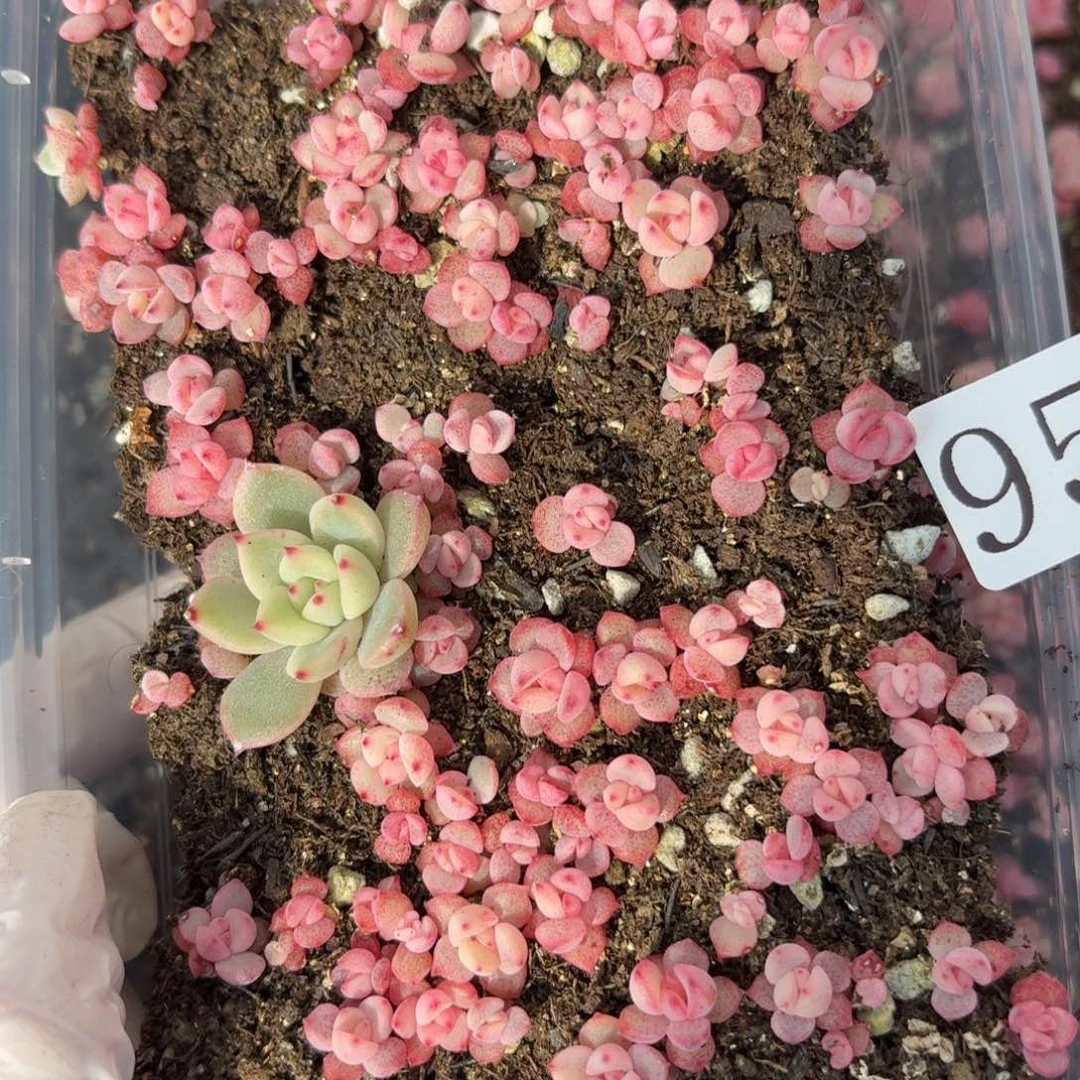 多肉植物多肉植物957