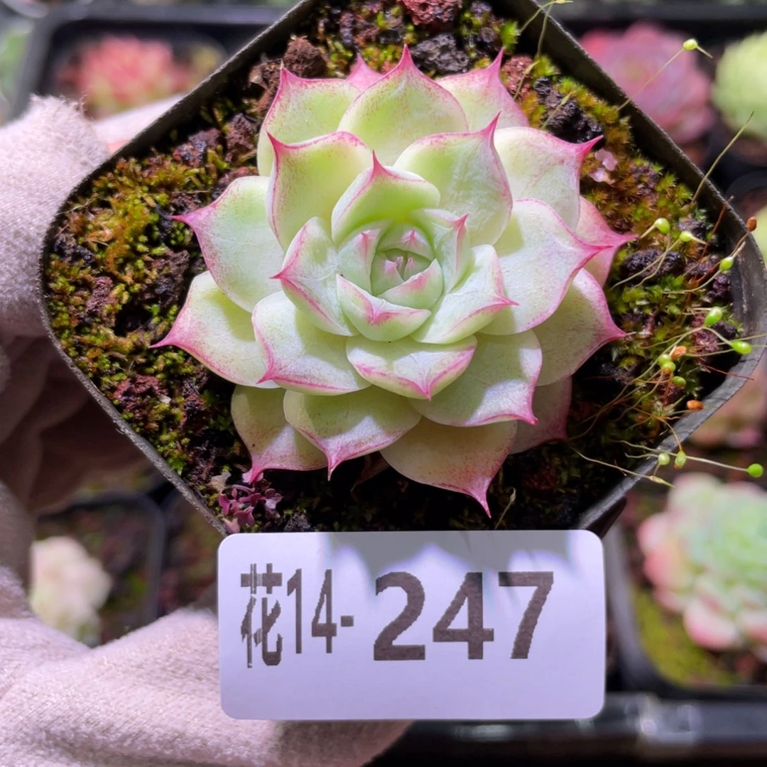 花利美14-247女王玫瑰