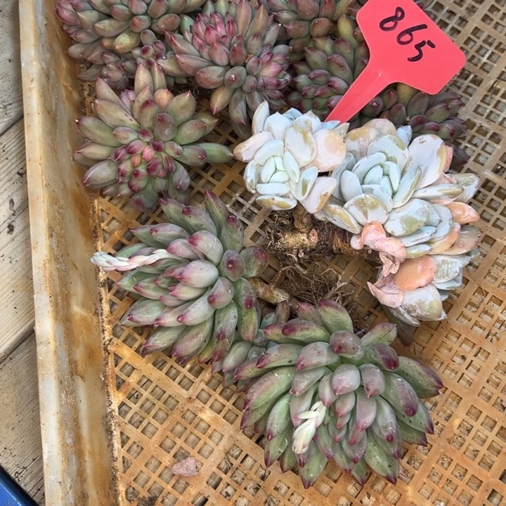 魅***影865////////////////////