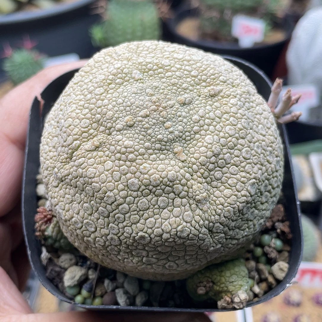 实生十字方凝蹄玉仙人球