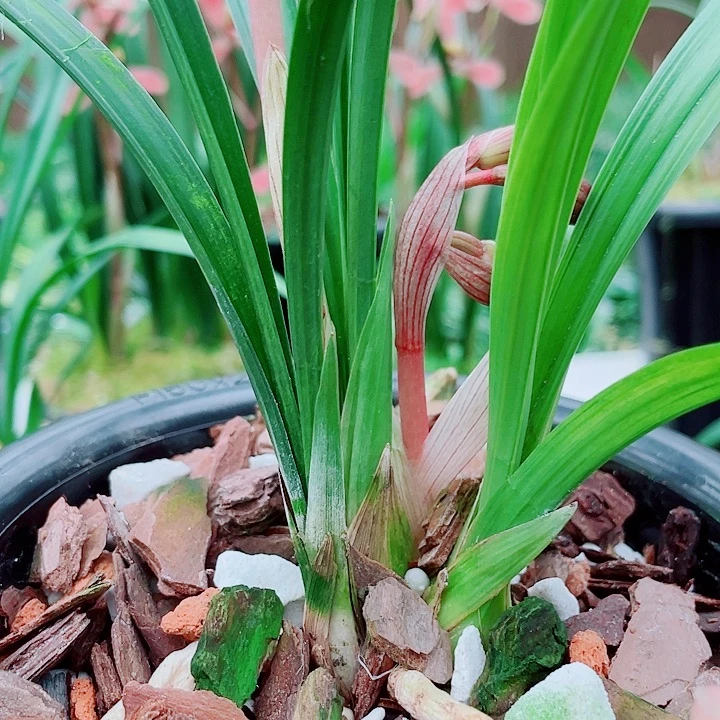 林***伟完全开放一物一漂亮