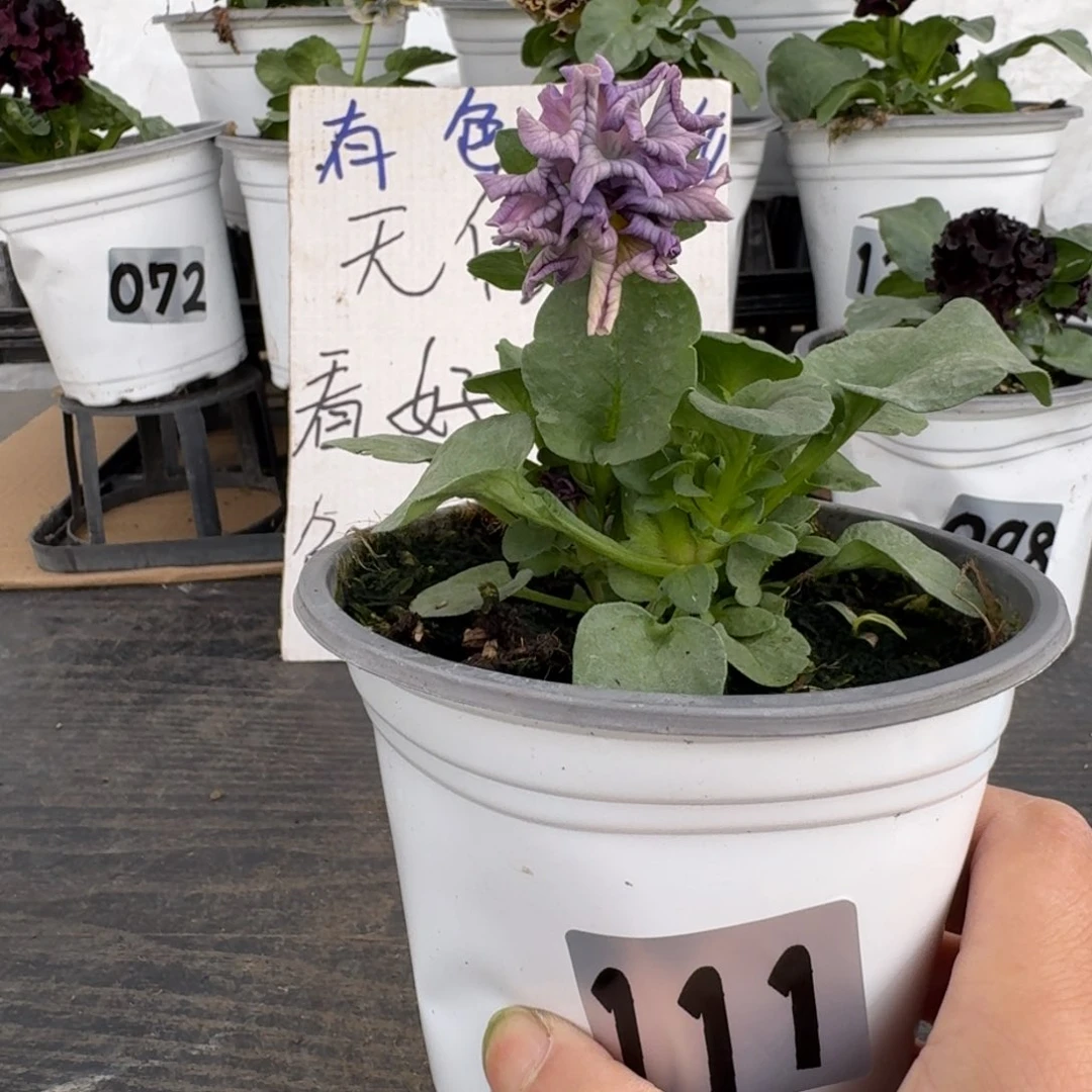 全部花朵111号968