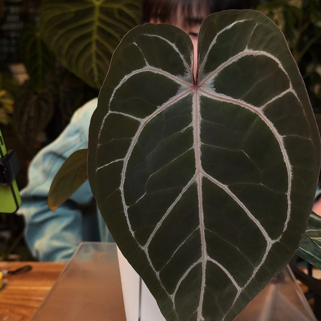 完全开放F178神奇男孩杂紫水晶