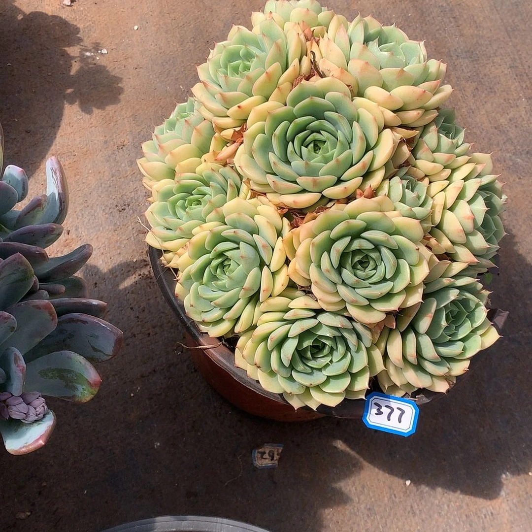 377笨巴蒂斯 一物一拍多肉