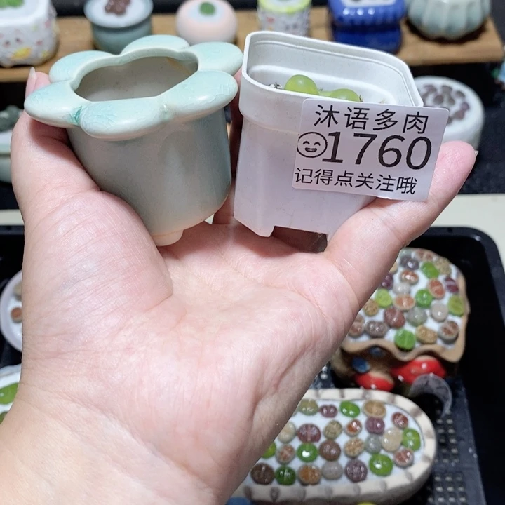 蓝***s精美盆栽 一物一拍1760