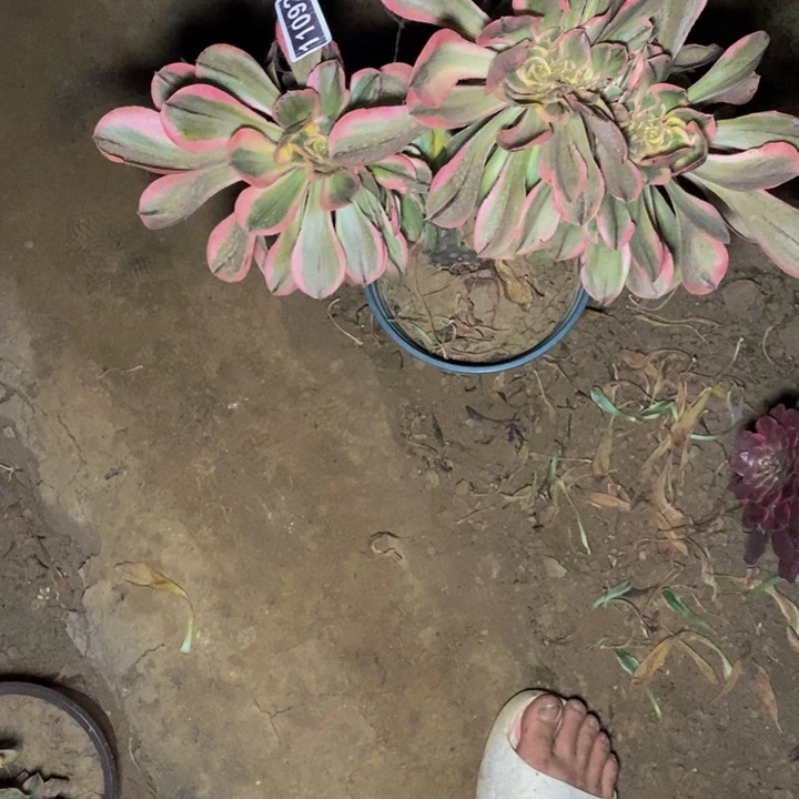 11092号燕姿锦缀