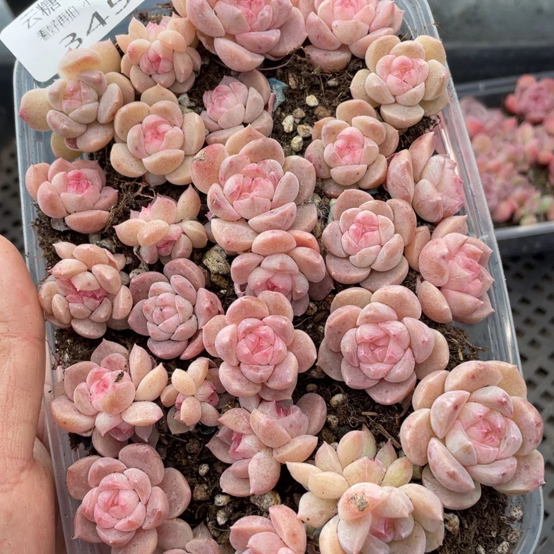 云糖心多肉植物345