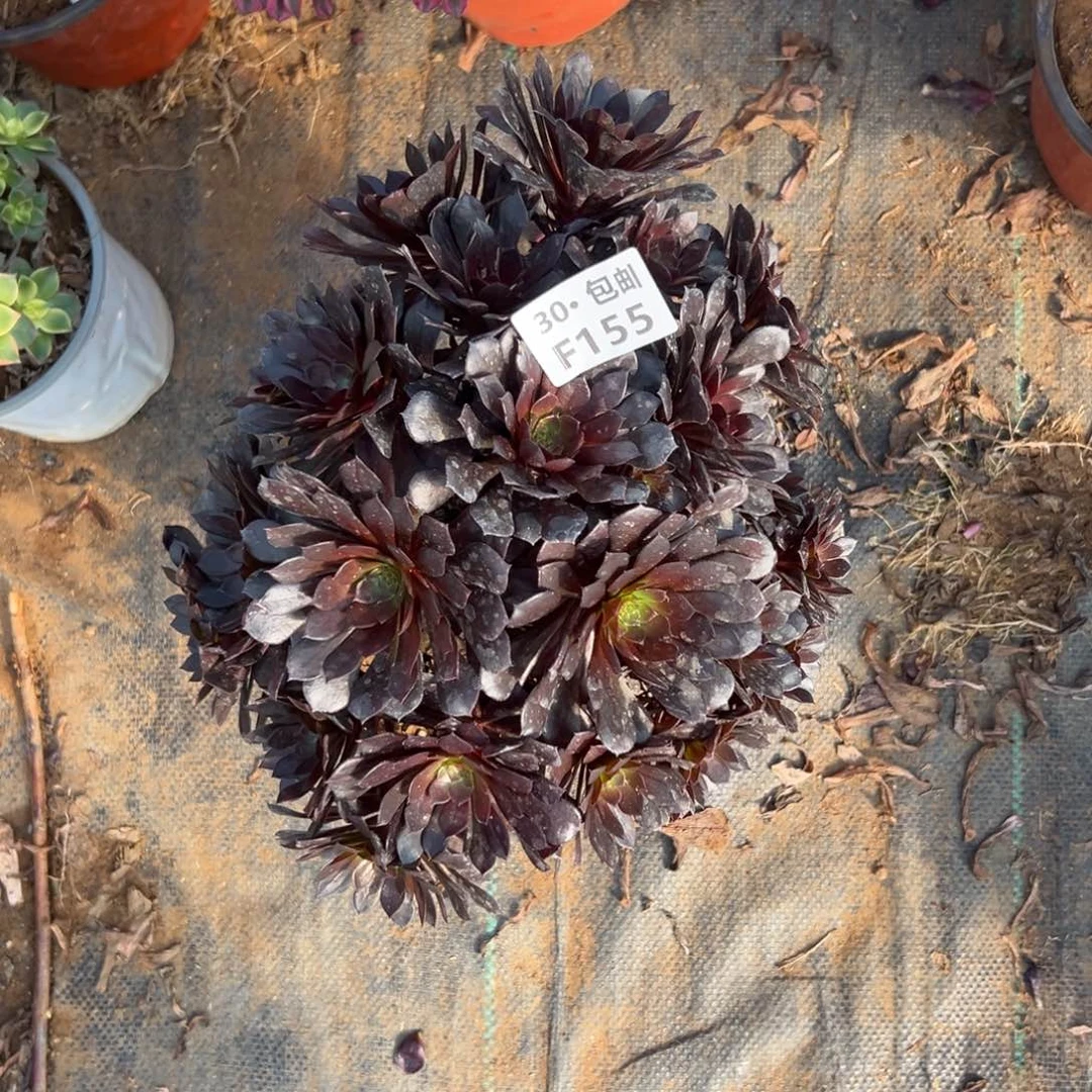 155高级灰多肉法师