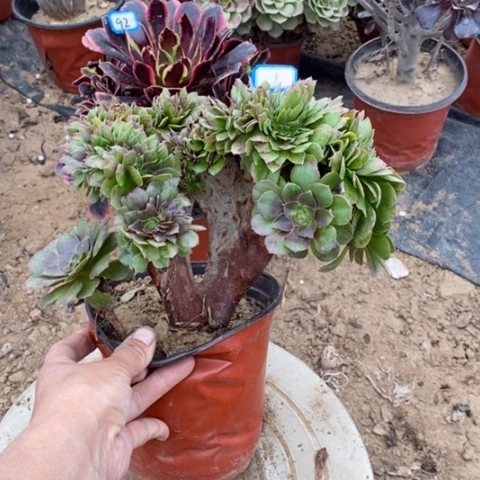 万圣杰缀一物一拍