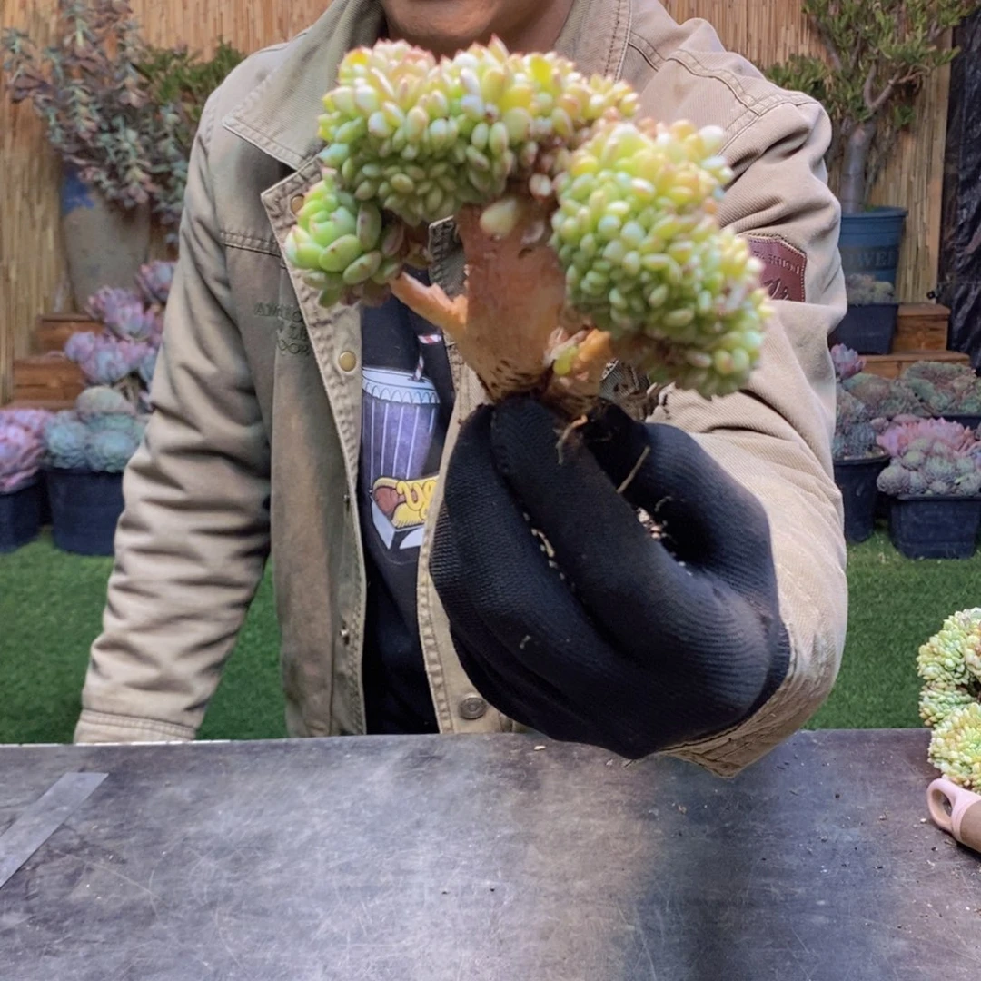 丹*?11 号白胖子缀化多肉