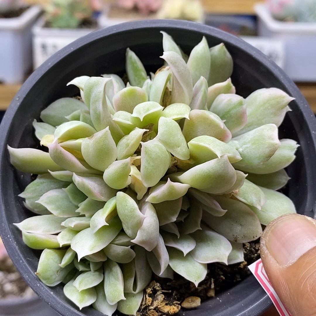 09182 绿体昂斯诺锦群