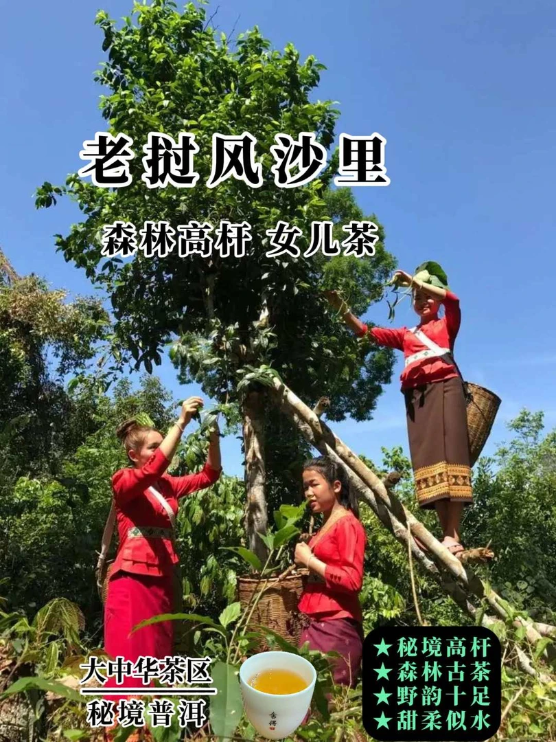 老挝风沙里[秘境女儿茶 森林高杆普洱茶]大哥情怀茶*丰沙里2025