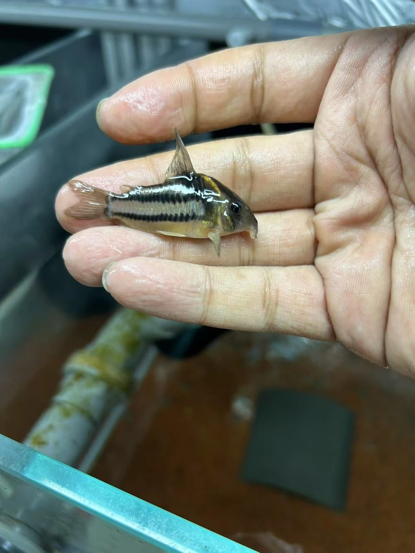 【鄂鱼水族】YS超级二线3只全直纹（尺寸6-7）