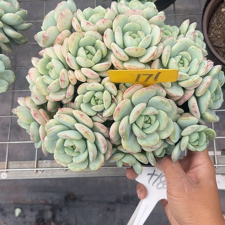 小***师晨语多肉,一物一拍171