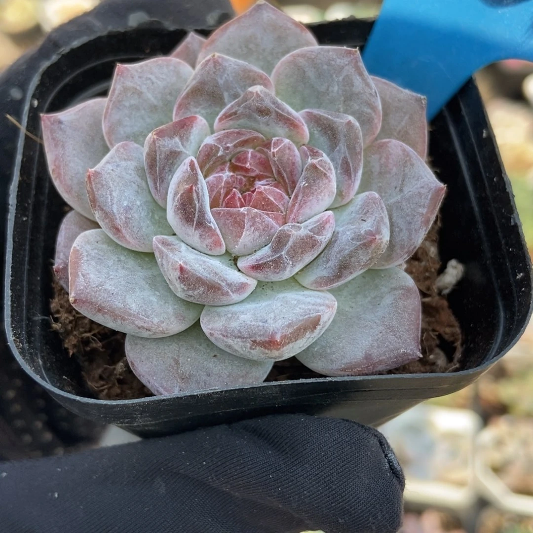 6161冰魄多肉植物多肉