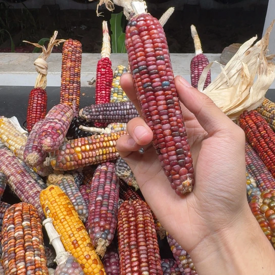 蜜***I柏香籽/百香籽吊坠