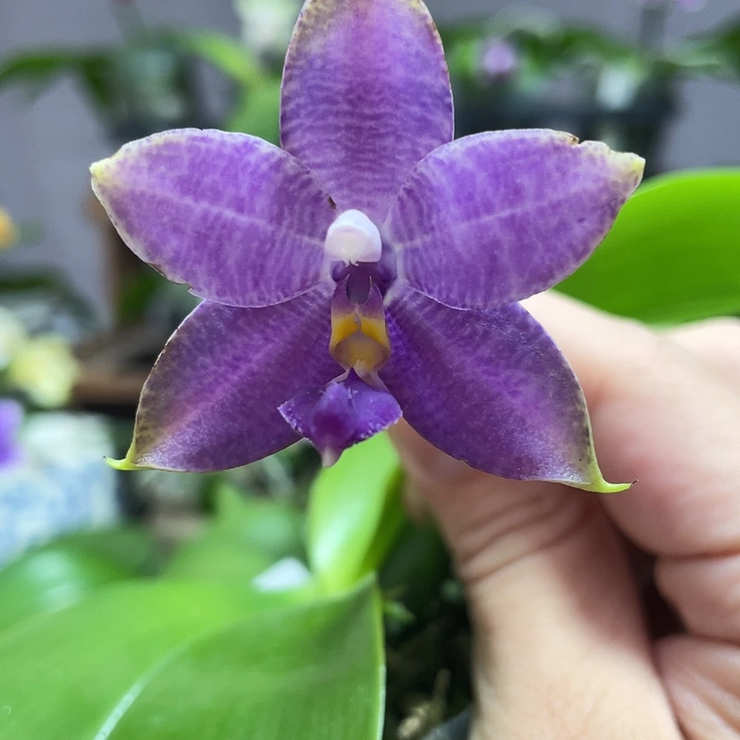 完全开放15叶瑕花期不保