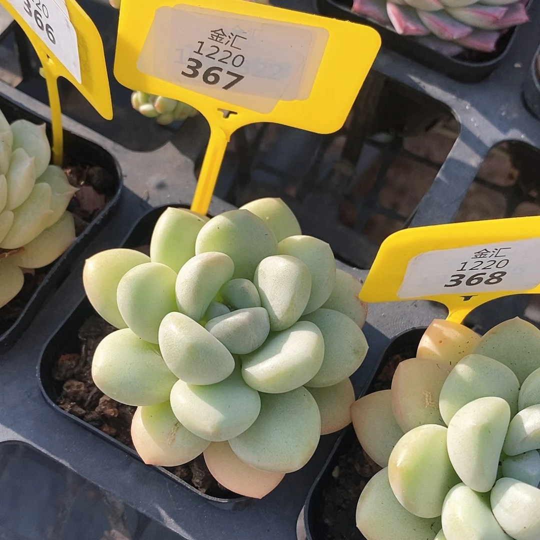 1220367孤品微瑕不售后